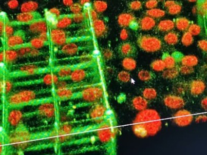 Frontiers in pre-clinical testing Frontiers in pre-clinical testing